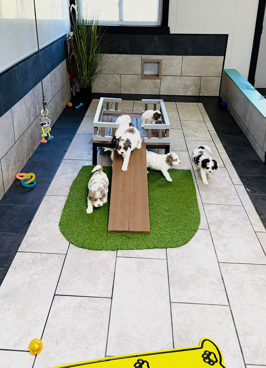 Breeder working with puppies following Fairfield Furbabies participation standards