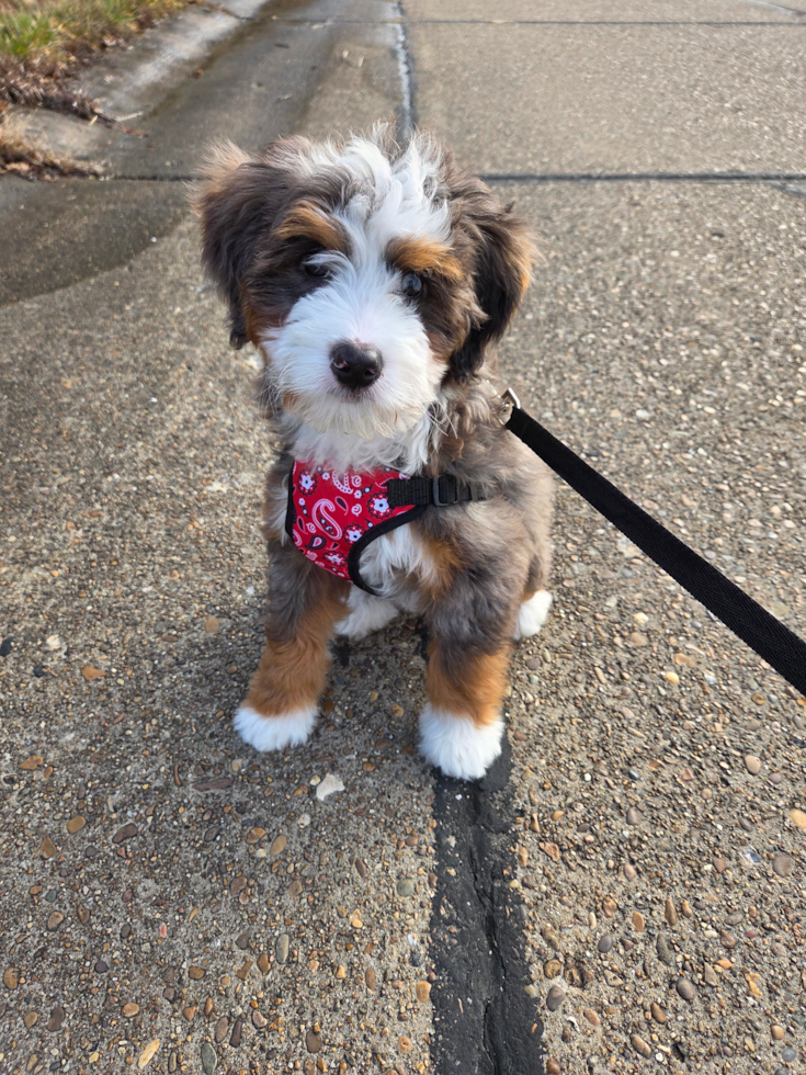 Happy, healthy Fairfield Furbabies puppy