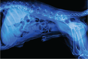 Veterinary specialist examining a dog during specialty care
