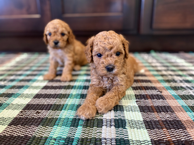 Family signing up for Fetch pet insurance after reserving their puppy