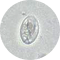Giardia parasite