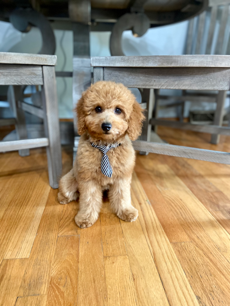 Happy, healthy Fairfield Furbabies puppy