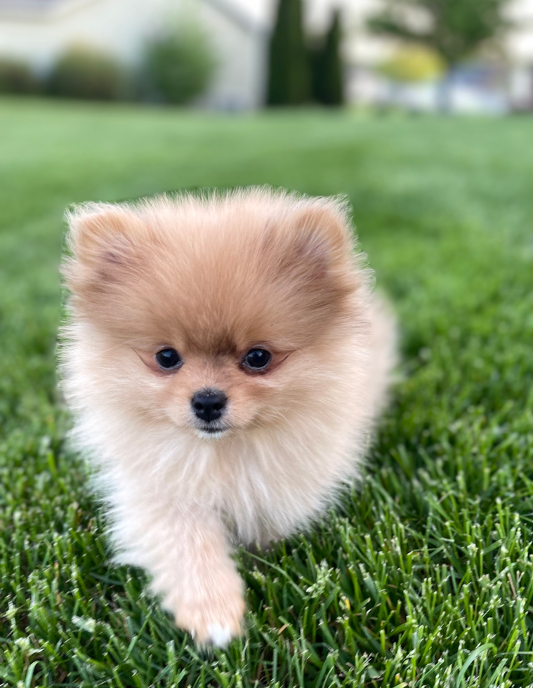 Happy, healthy Fairfield Furbabies puppy