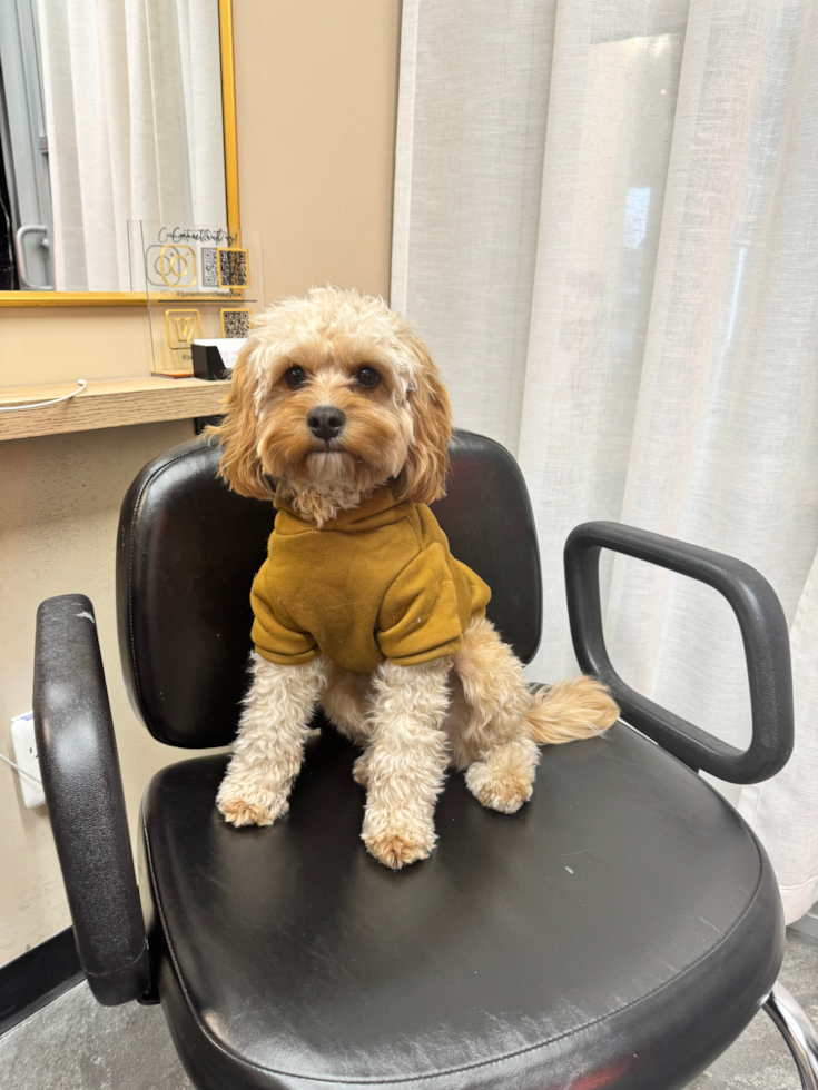 Happy, healthy Fairfield Furbabies puppy