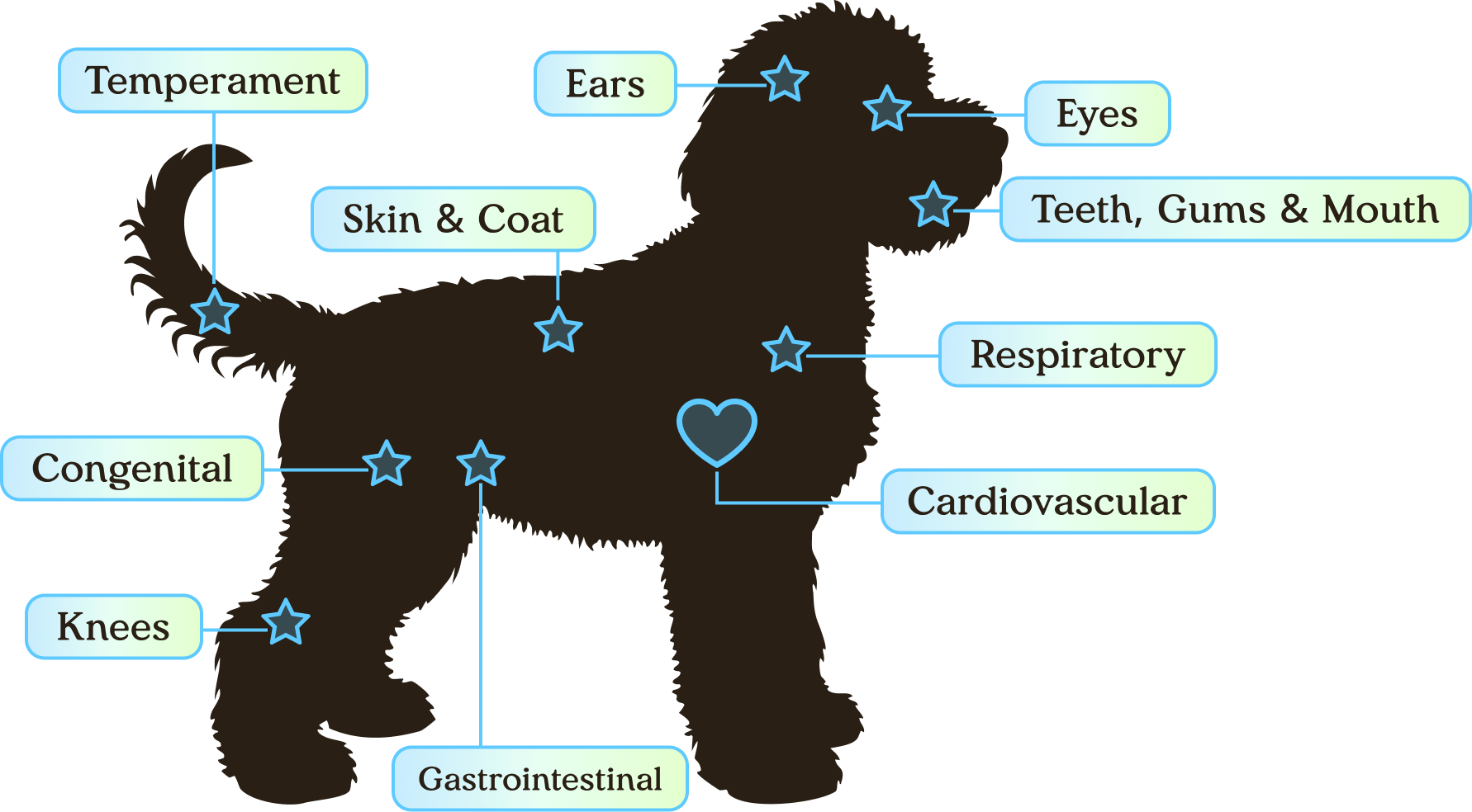 Nose-to-tail veterinary health screening diagram for Fairfield Furbabies puppies