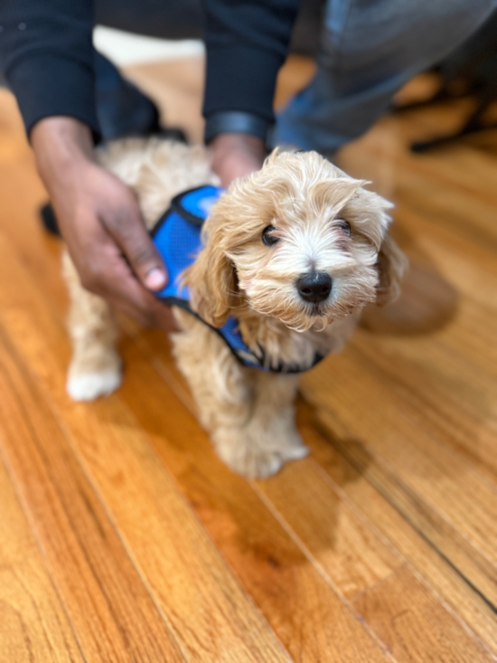 Maltipoo