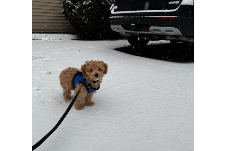 Petite Maltipoo Poodle Mix Pup