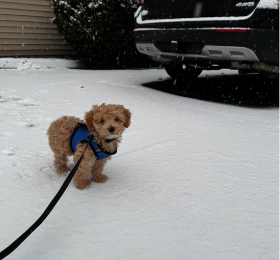 Maltipoo