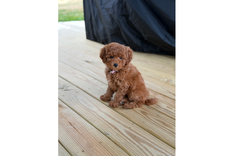 Happy Mini Goldendoodle Baby