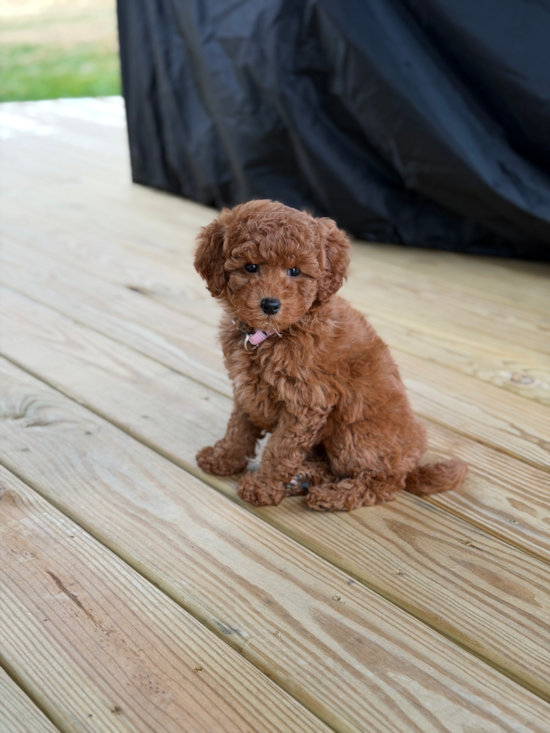 Mini Goldendoodle