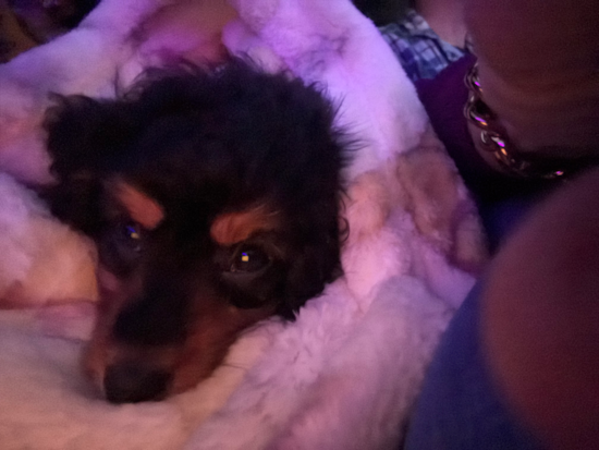 Mini Aussiedoodle