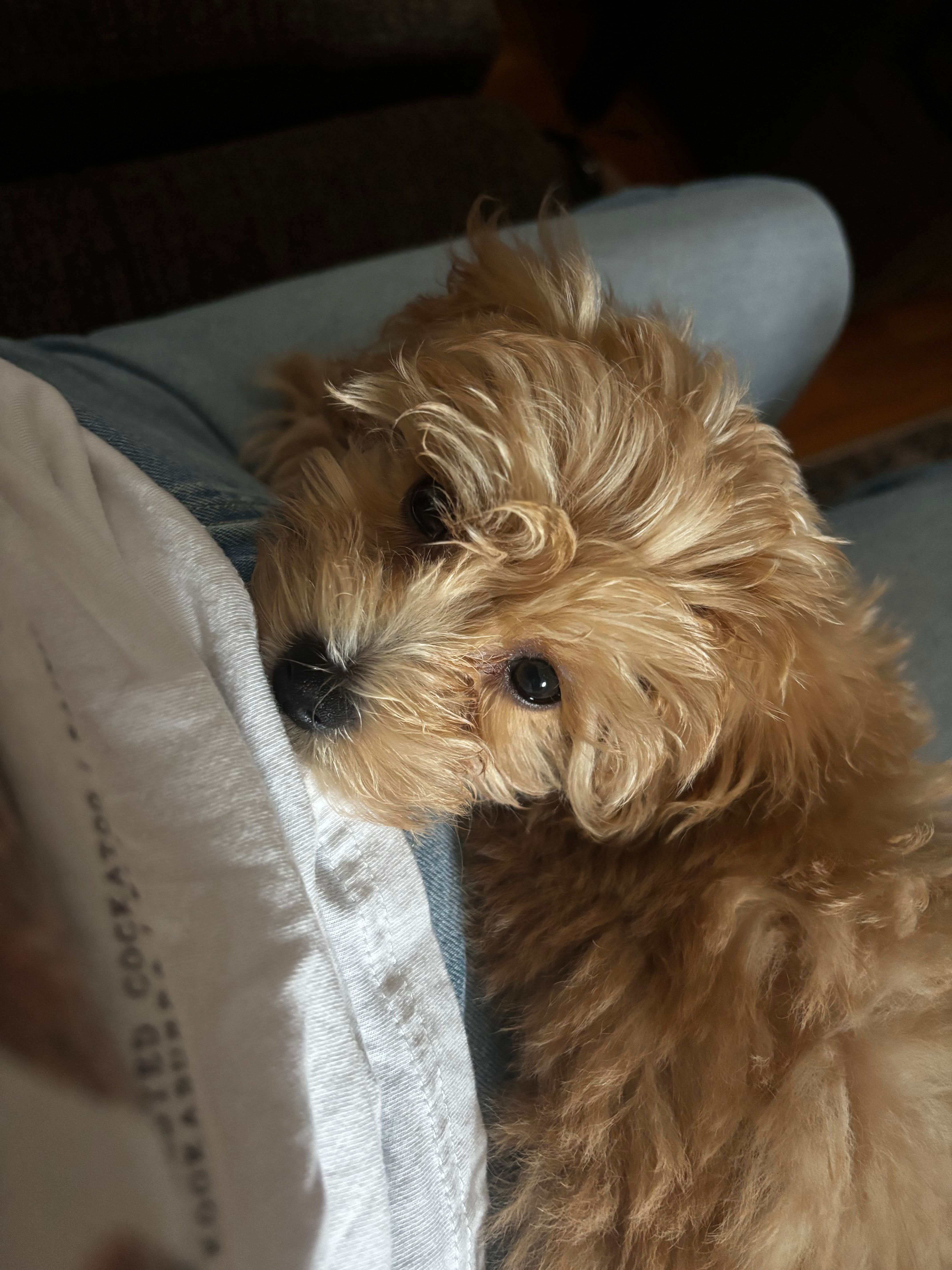 Energetic Maltidoodle Poodle Mix Puppy