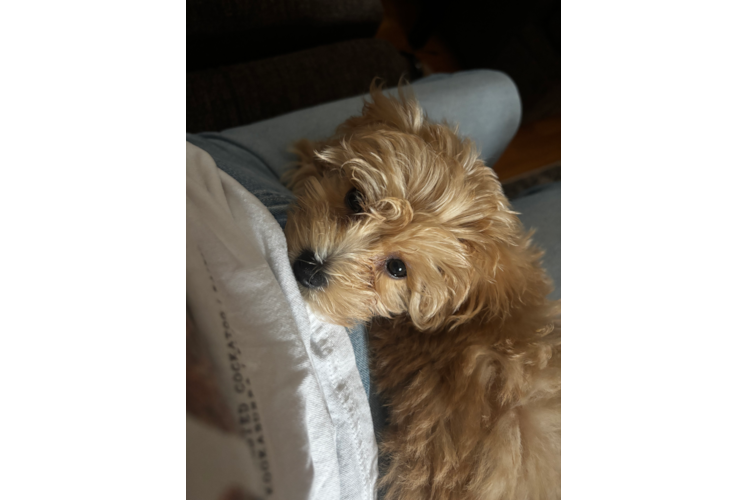 Energetic Maltidoodle Poodle Mix Puppy