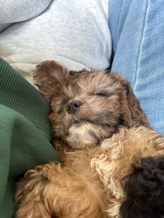 Cavapoo