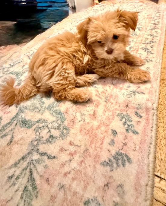 Maltipoo