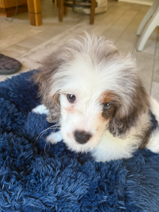 Cavapoo