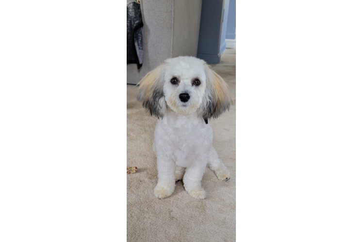 Funny Havachon Designer Pup