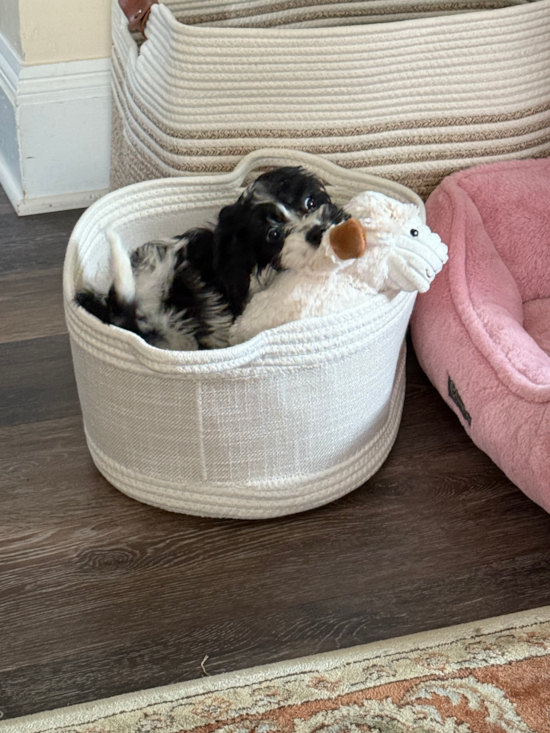 Cockapoo