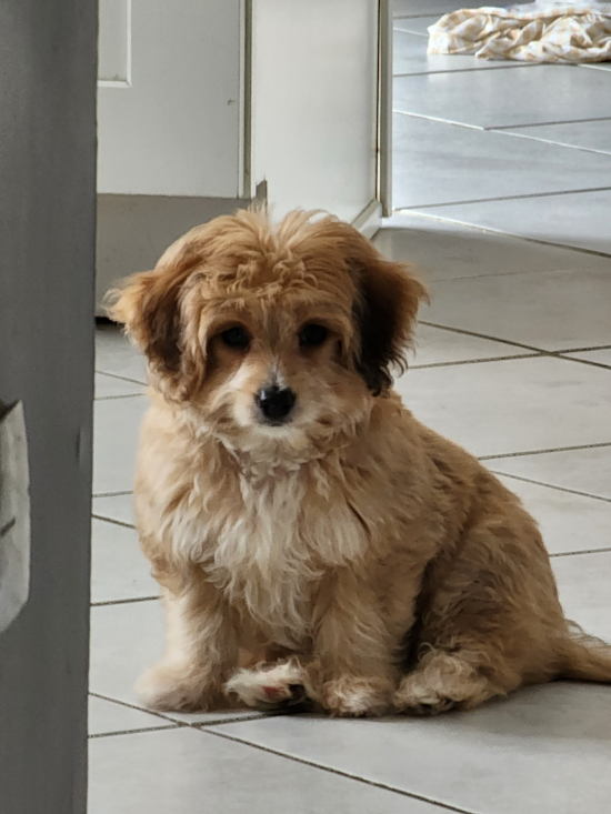 OLAF