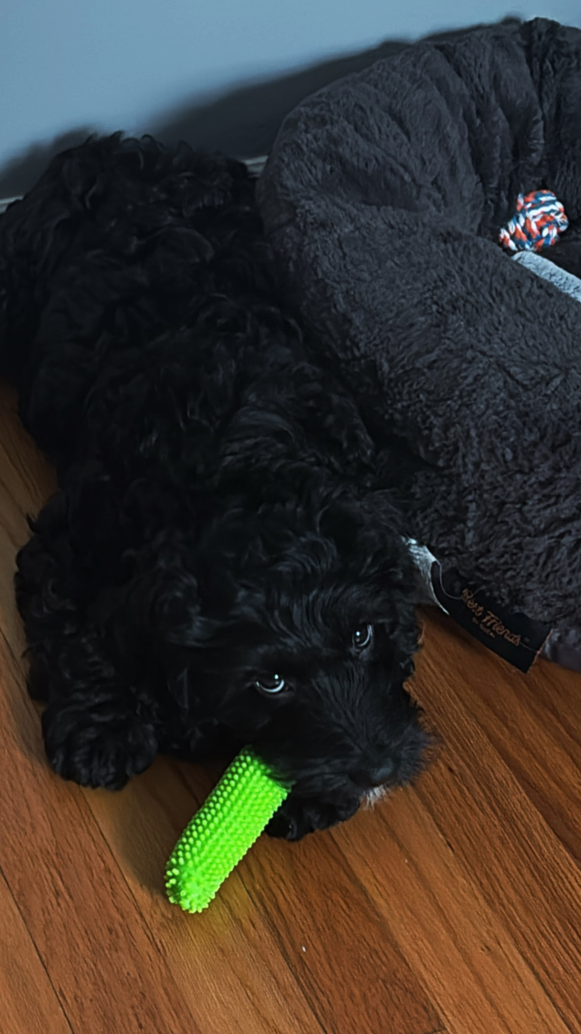 Cockapoo Puppy for Adoption