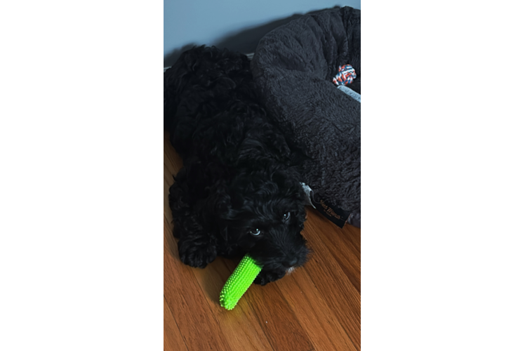 Cockapoo Puppy for Adoption