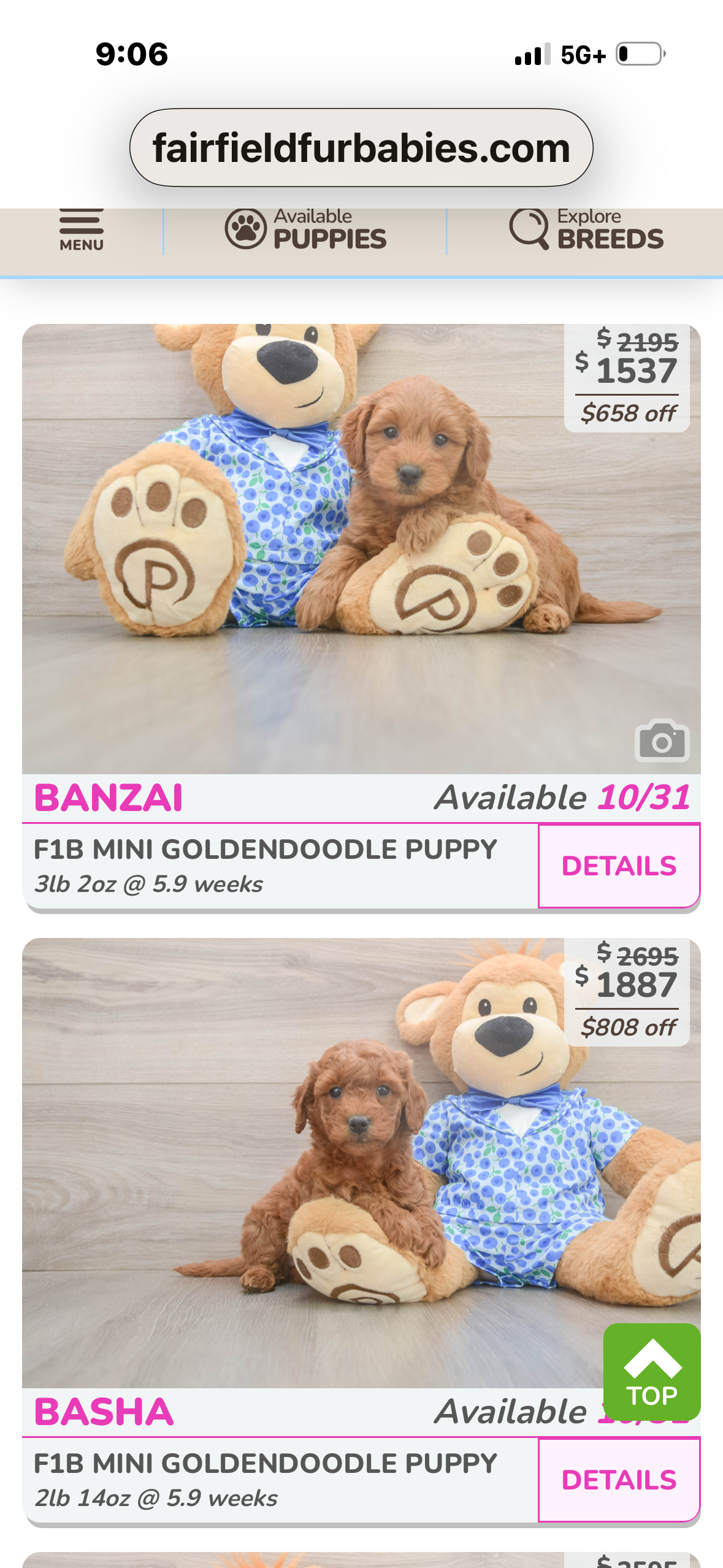 Small Mini Goldendoodle Baby