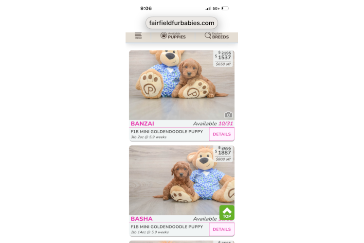 Small Mini Goldendoodle Baby