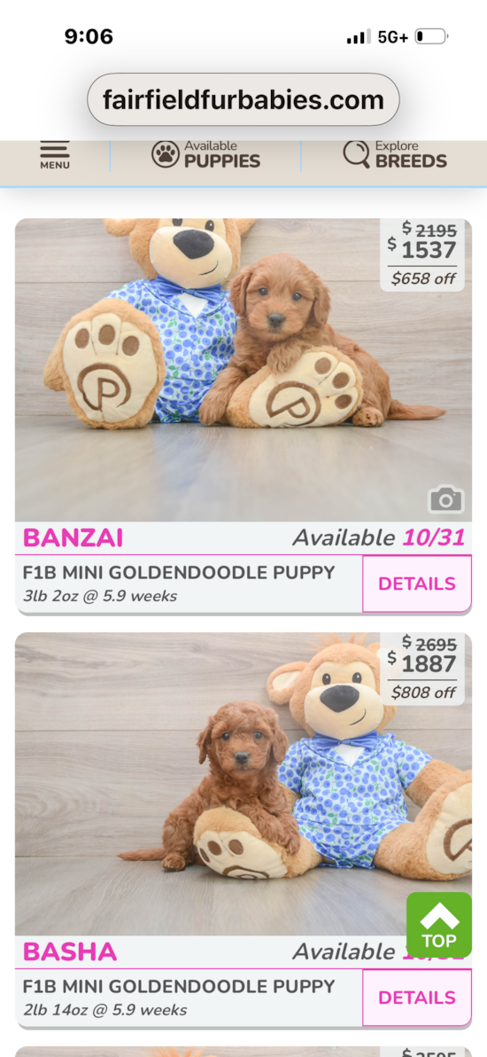 Mini Goldendoodle