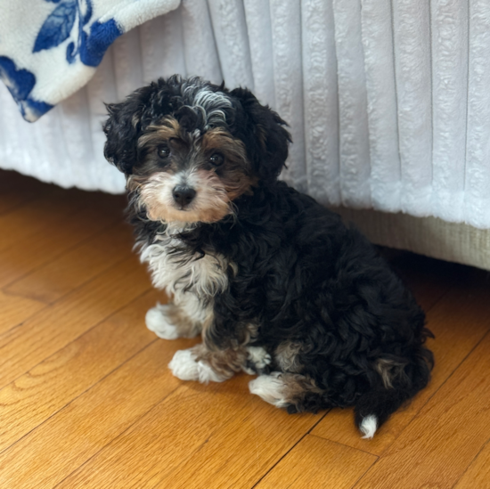 Mini Aussiedoodle