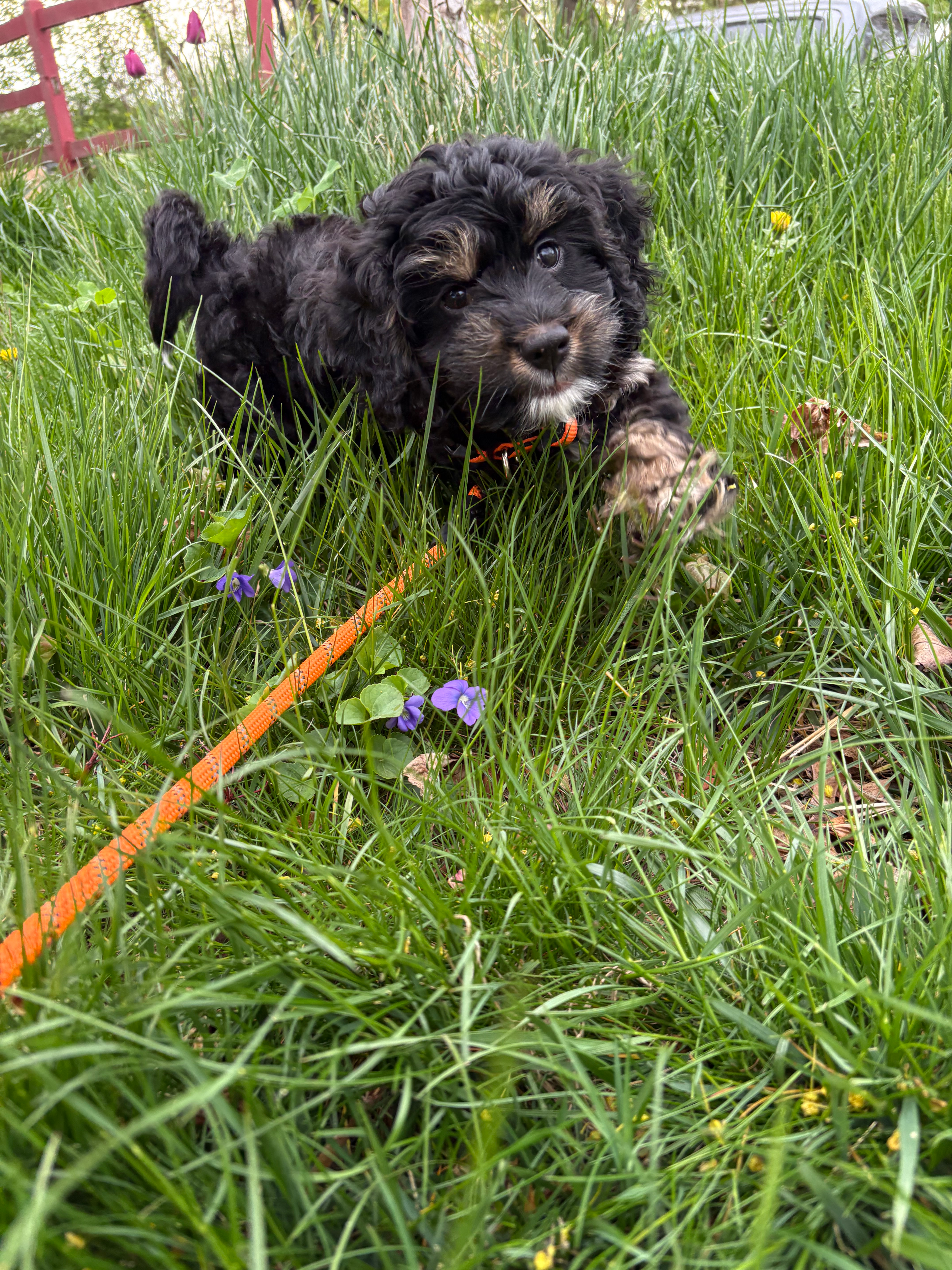 Cockapoo Puppy for Adoption
