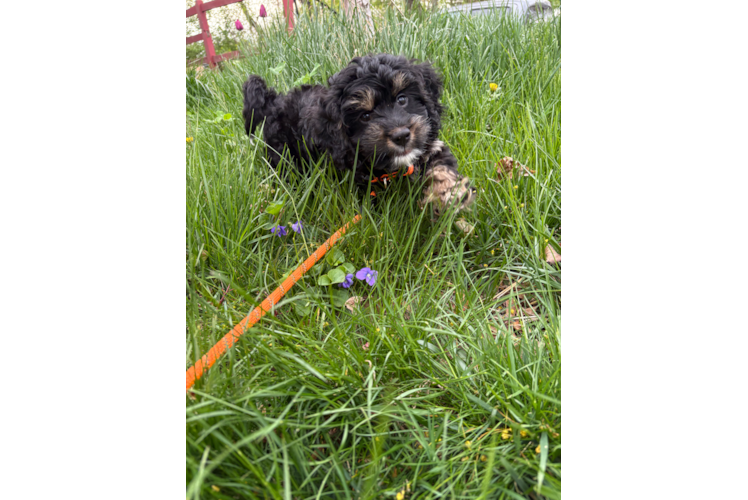 Cockapoo Puppy for Adoption