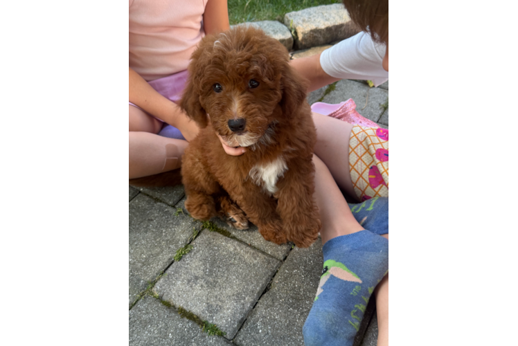 Best Mini Goldendoodle Baby