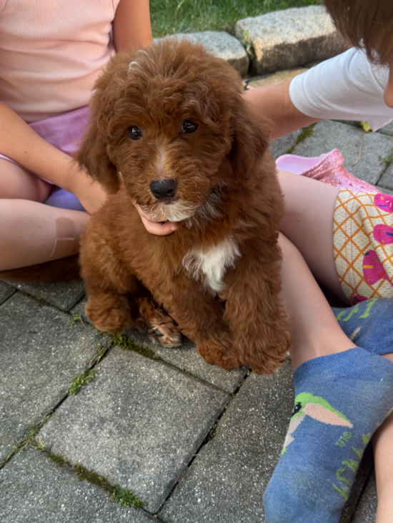 Teddy Tex
