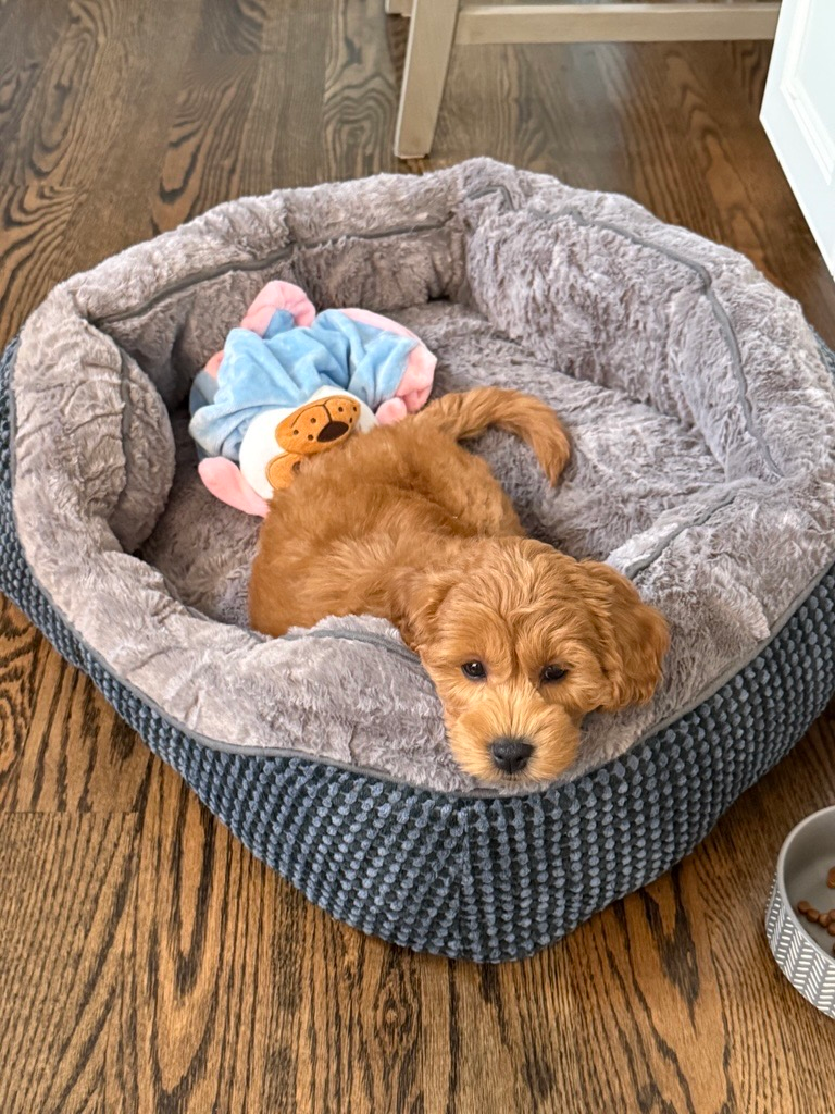 Best Mini Goldendoodle Baby