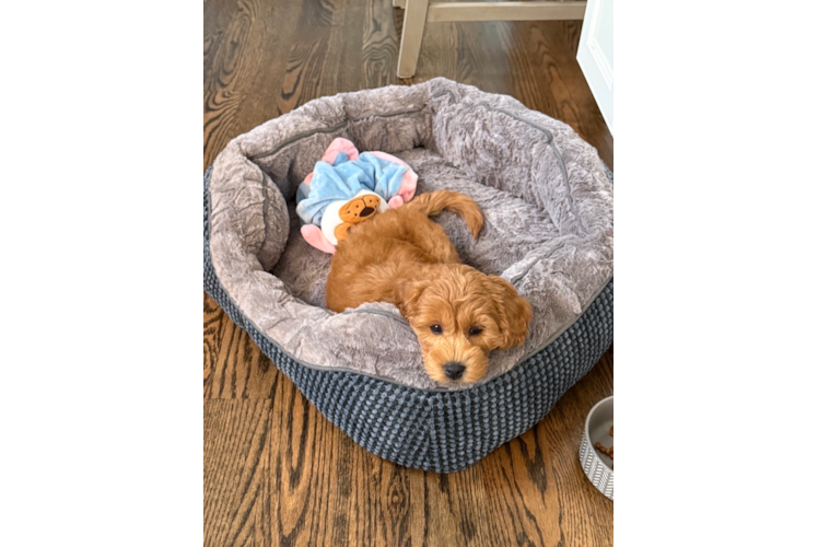 Best Mini Goldendoodle Baby