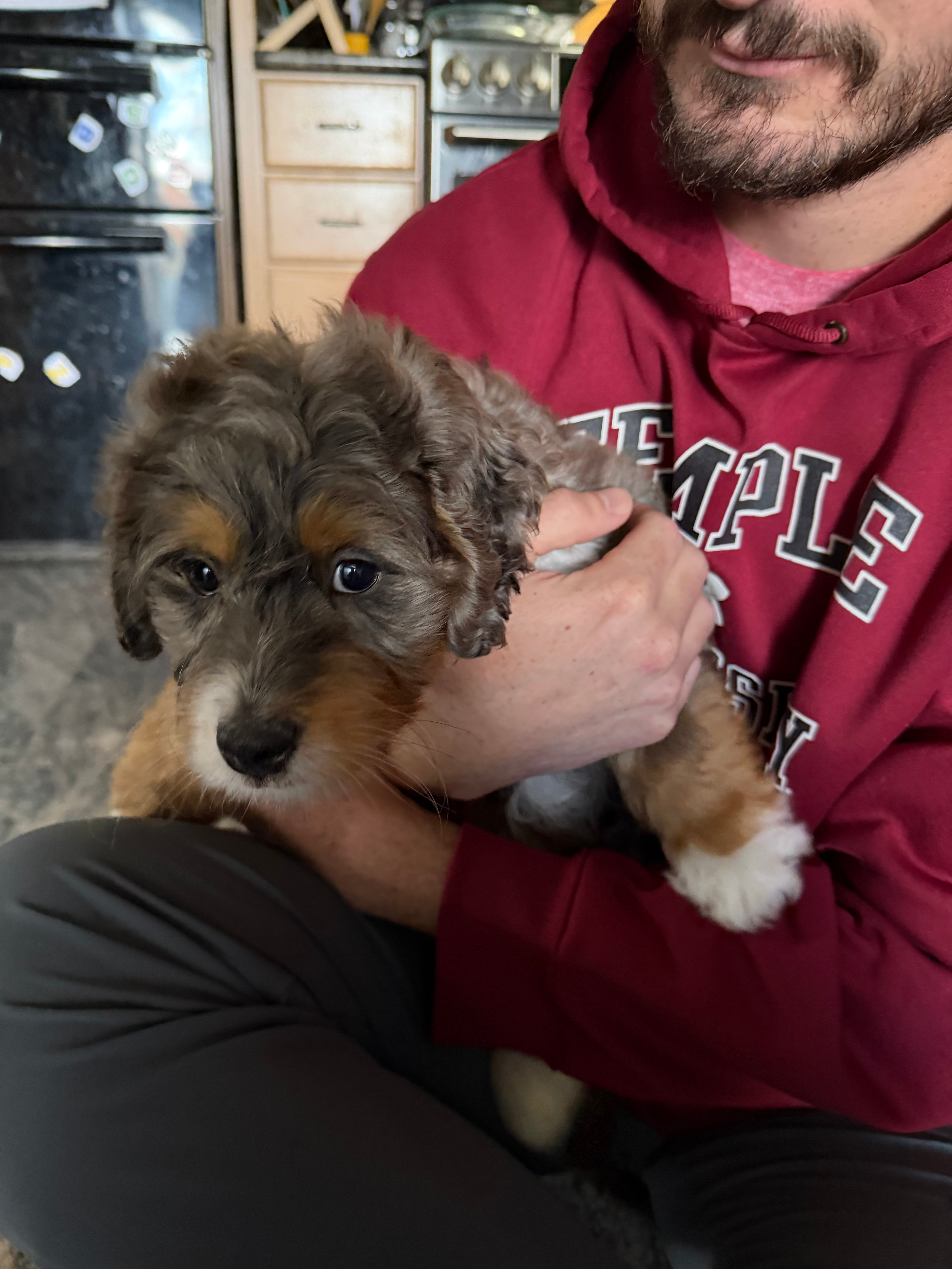 Mini Bernedoodle Puppy for Adoption