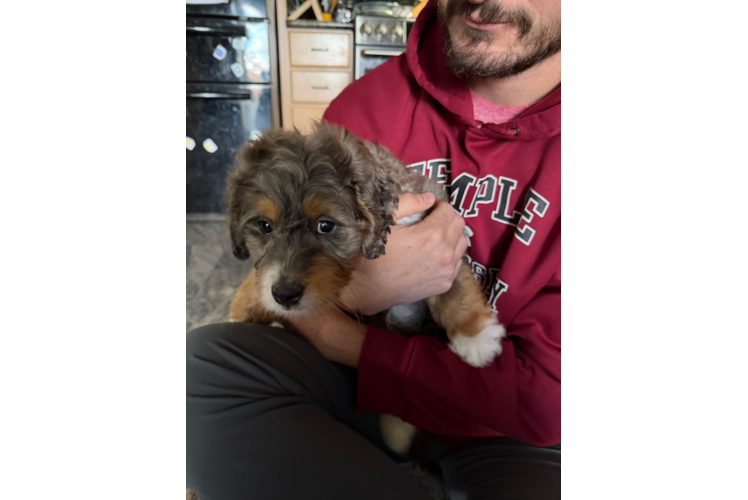 Mini Bernedoodle Puppy for Adoption