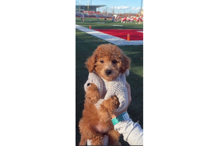 Best Poochon Baby