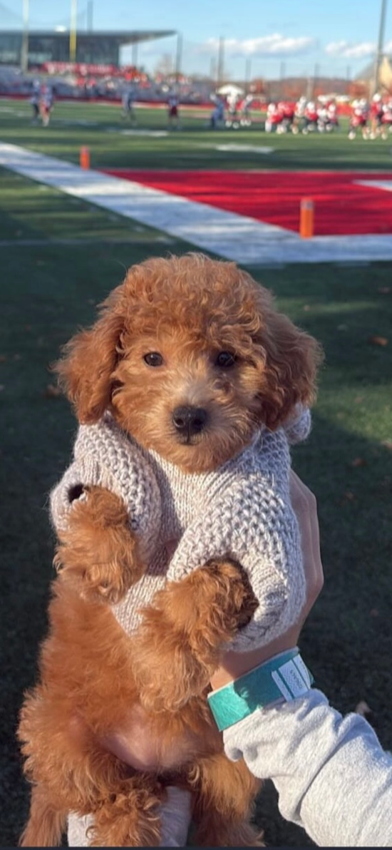Poochon