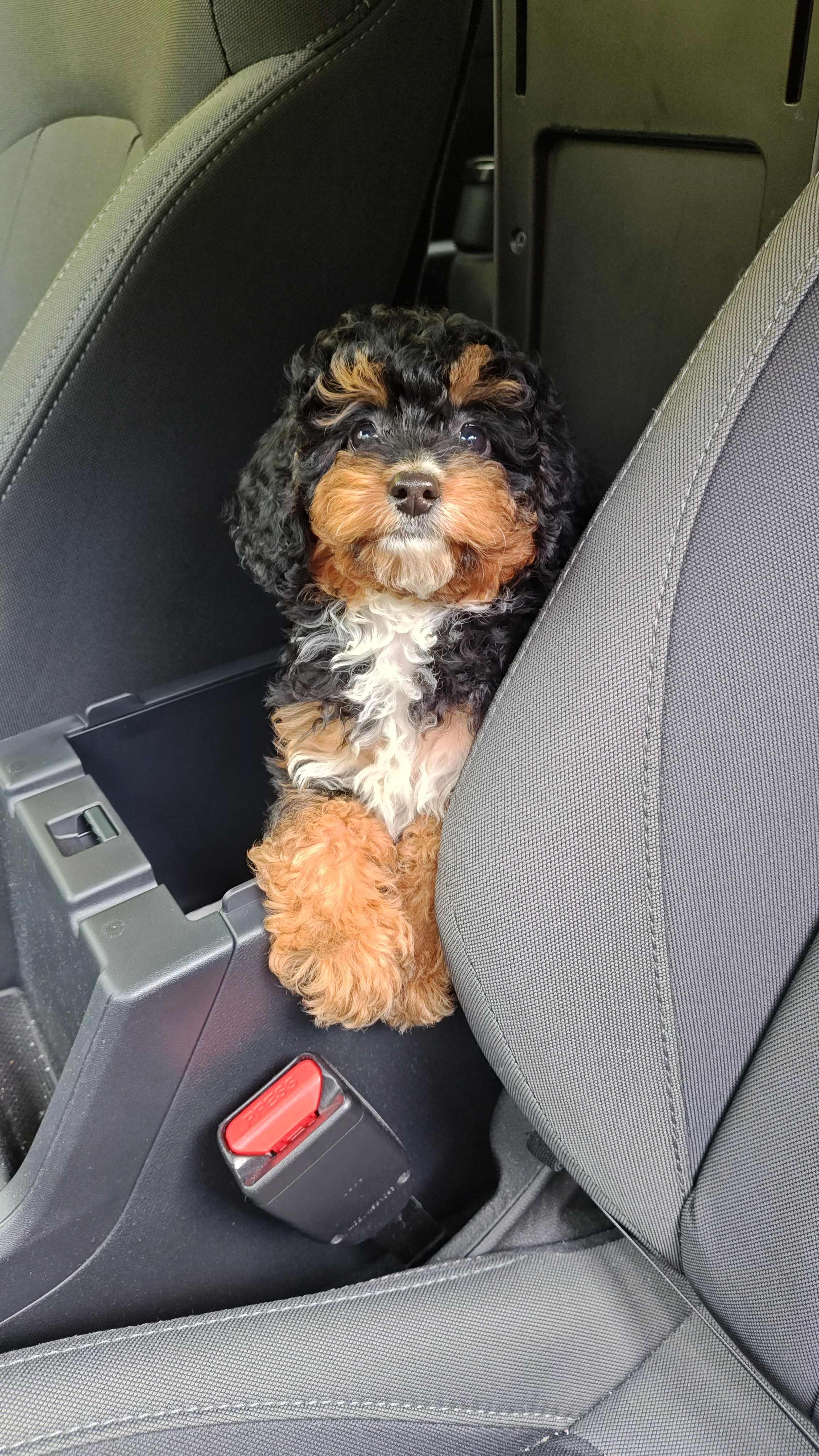 Cute Mini Bernedoodle Baby