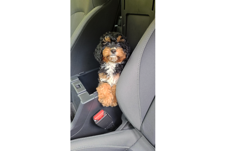 Cute Mini Bernedoodle Baby