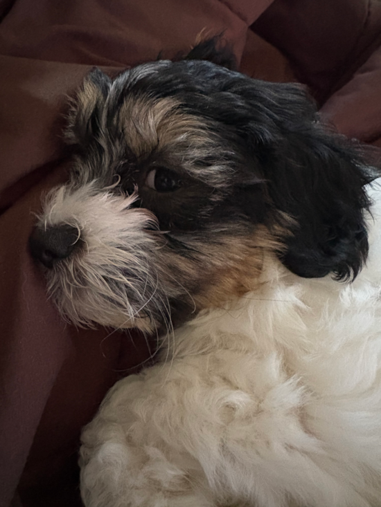 Teddy Bear