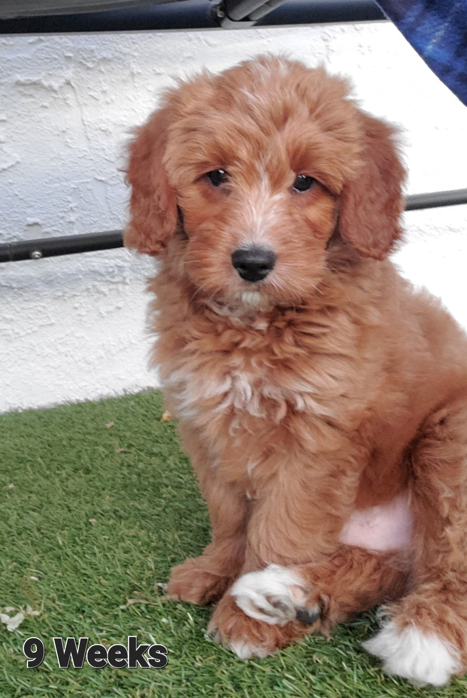 Popular Mini Goldendoodle Poodle Mix Pup