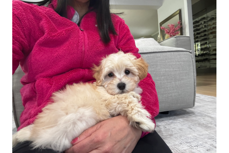 Best Maltipoo Baby