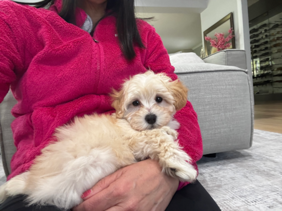 Maltipoo