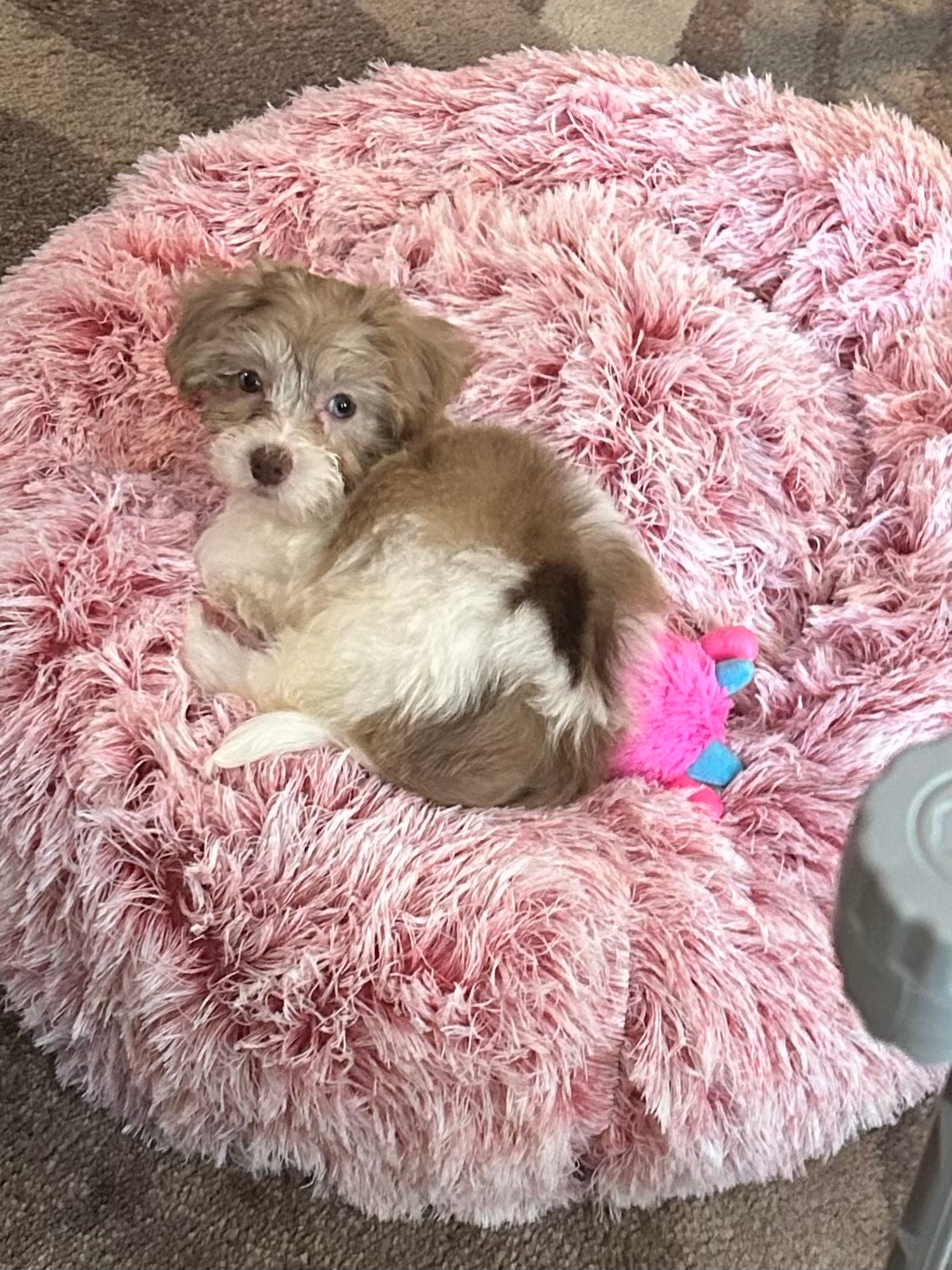 Energetic Havadoodle Poodle Mix Puppy