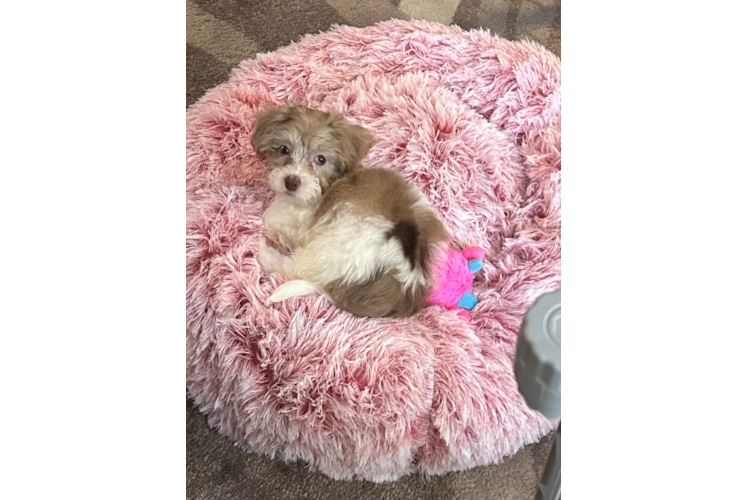 Energetic Havadoodle Poodle Mix Puppy
