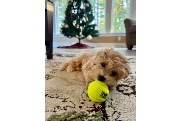 Sweet Maltipoo Baby