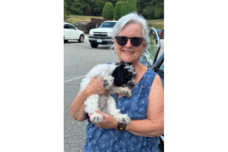 Smart Cockapoo Poodle Mix Pup