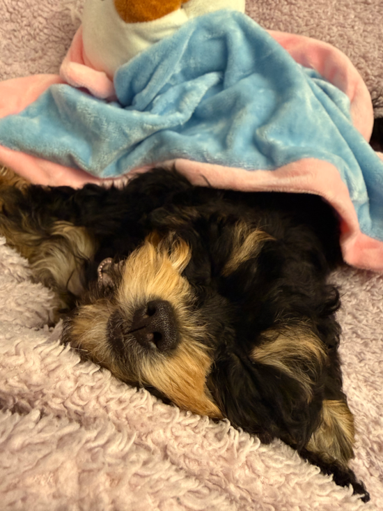Cockapoo